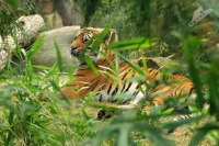 Tygr sumatersky ZOO - Panthera tigris sumatrae - Sumatran Tiger 9508